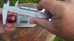 Черешня Роял Хелен / Royal Helen .Черешня №1 в любом саду.