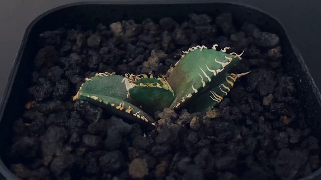 2023/6/25 アガベ・チタノタ 金剛（芽）-001｜agave titanota adamantine смотреть онлайн