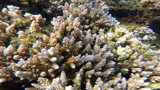 Three corners equinox beach resort 4* МАРСА АЛАМ.2023г,рифы -часть 2 смотреть онлайн