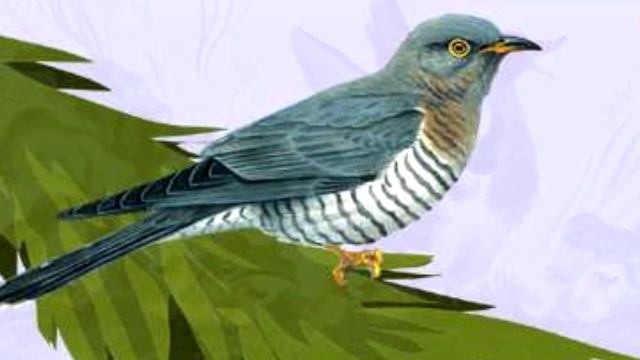 Эвенкийская сказка "Кукушка" смотреть онлайн