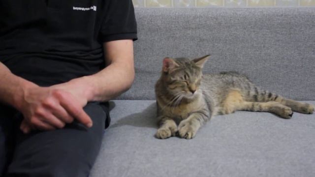 Молочный шаг у кошки - что это, какое значение? смотреть онлайн