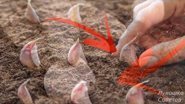 Посадка Ярового Чеснока Весной Уход за Чесноком Подкормка Чеснока Весной Срочно Полейте Этим Чеснок смотреть онлайн