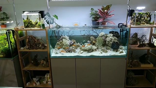 Бромелии и тилландсии от FlorariumPlants. Наши столы - ответ на вопрос. смотреть онлайн