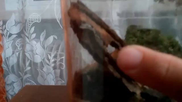 Террариум для лягушек смотреть онлайн