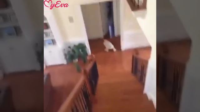 Приколы 2017 про животных.(1)