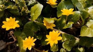 Чистяк весенний. Дикорастущее растение. Один из самых ранних первоцветов!