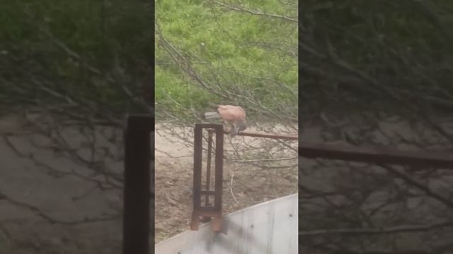 Сокол и воробей / Дикая природа прям за окном городского дома / Сокол поймал воробья и "пообедал" и смотреть онлайн
