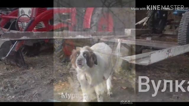 КАРАКАЧАНСКО ОВЧАРСКО КУЧЕ смотреть онлайн