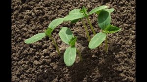 САЖАЮ ОГУРЦЫ НА ПЛЕНКУ-БЕЗ  ПОЛИВА и ПРОПОЛКИ