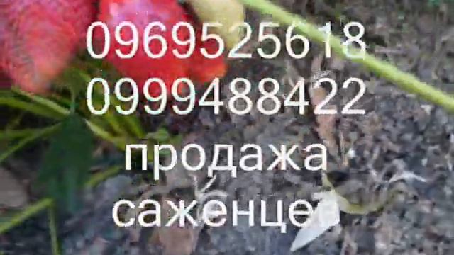 вебеніл смотреть онлайн