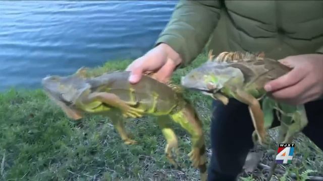 Heads up! Cold Florida weather means iguanas falling from trees смотреть онлайн