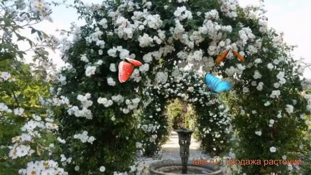 Роза плетистая Сноу Принцесс ? обзор: как сажать, саженцы розы Сноу Принцесс смотреть онлайн