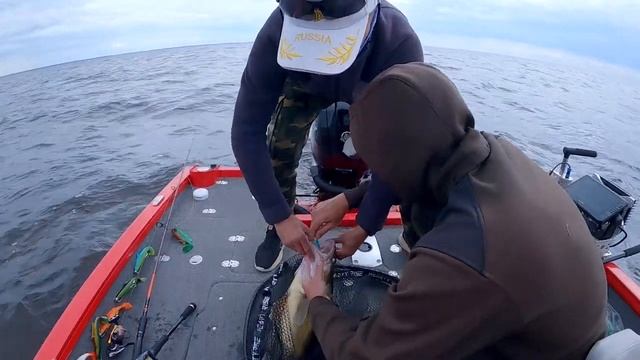 Ловим судака на новых местах | Пелагический судак смотреть онлайн