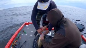 Ловим судака на новых местах | Пелагический судак