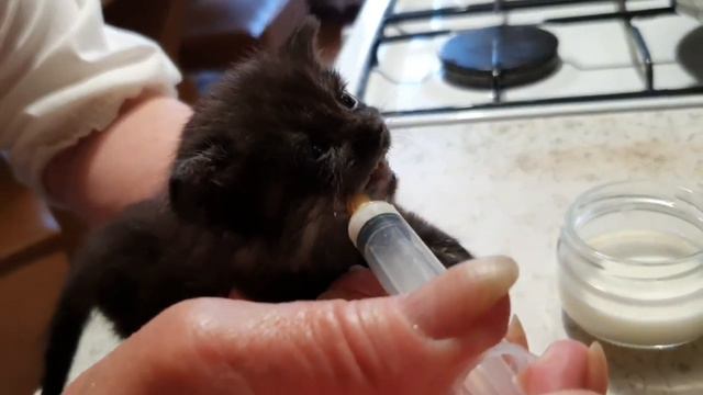 Как спасти котёнка. смотреть онлайн