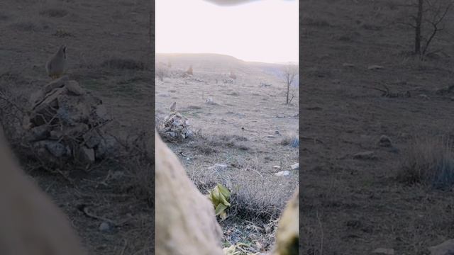 Keklik Kurak Avı, Malatya 2022  охота на куропаток шикори кеклик  Partridge Hunt 鹧鸪狩猎 Garynja Awy