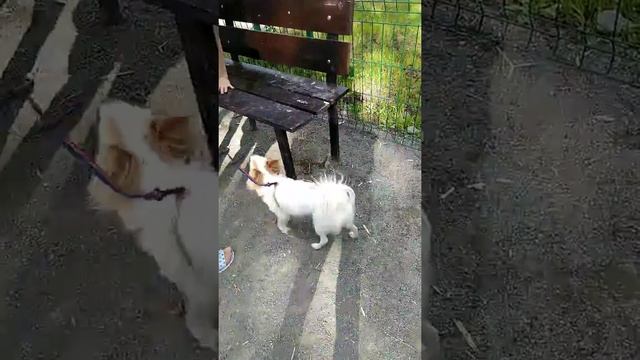 Тренировка Мони смотреть онлайн