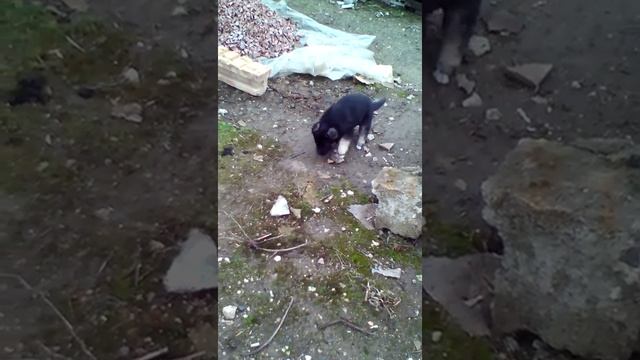 Маленькие щенки смотреть онлайн