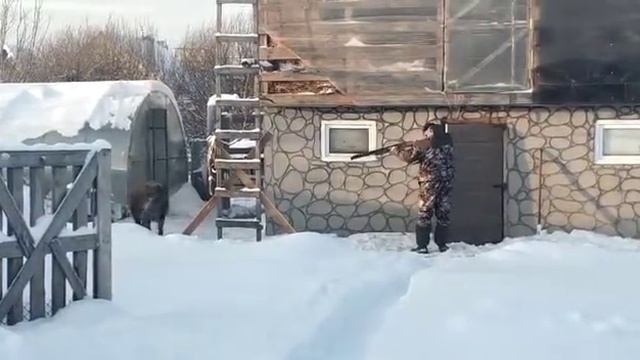 Охота на кабана смотреть онлайн