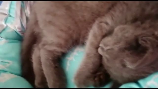 Котенку приснился сон смотреть онлайн