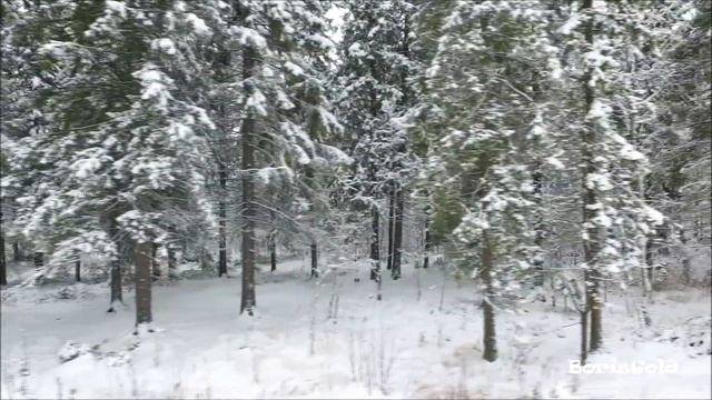 Зимний лес смотреть онлайн