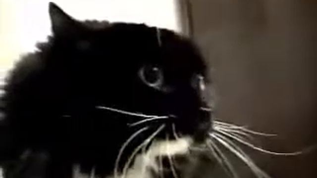 Кот говорит по английски смотреть онлайн