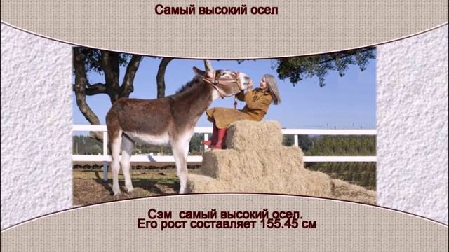 Самый высокий осел смотреть онлайн