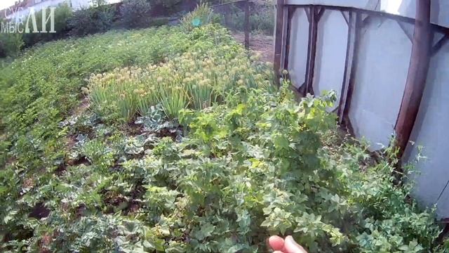 Как отличить барбарис от смородины смотреть онлайн