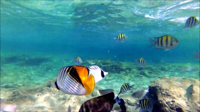 Рыбки Красного моря смотреть онлайн