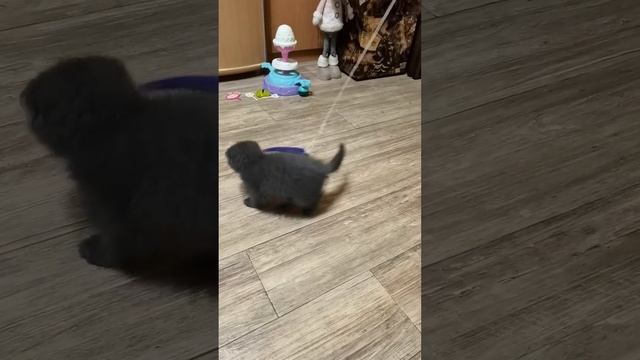 танцы Энни?? смотреть онлайн