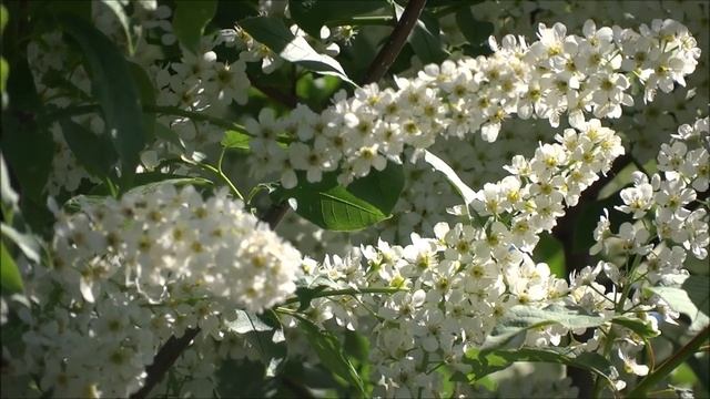 Белая черёмуха смотреть онлайн