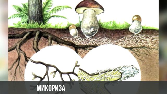 ЦПЗ 20 08 2 смотреть онлайн