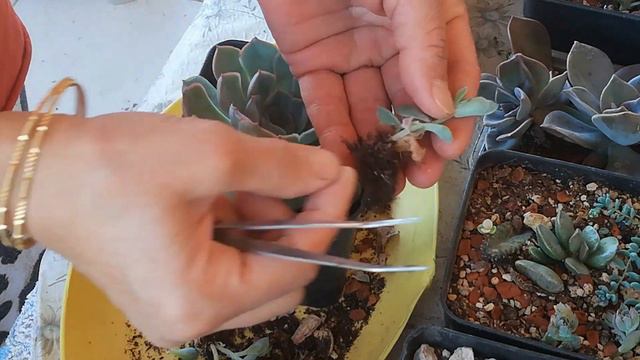 #echeveria orion 🌵 echeveria orion sukulent bebekleri kurtarma 😬😬 смотреть онлайн