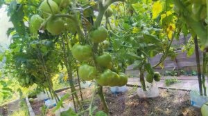 Томатный гном (Bubble Gum) Жвачка оказался вкусной загадкой