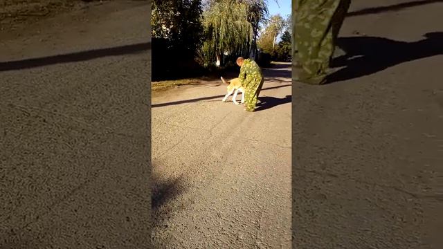 Моей собаке сегодня годик ))))Сабрина ди Маро гладкошерстный самбернар !! 70 кг живого мяса )))) смотреть онлайн