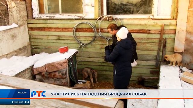 Бродячие "разбойники": как решается проблема бездомных собак смотреть онлайн