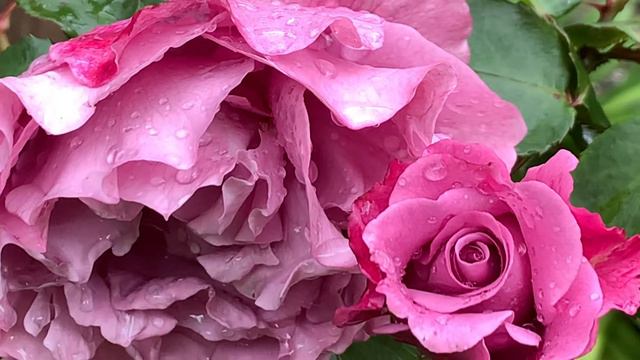 Perfect Angel Face rose смотреть онлайн