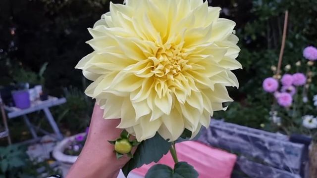 Dahlia Seed Results смотреть онлайн