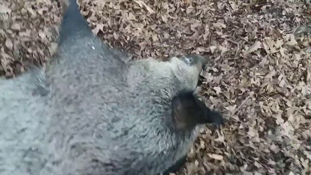 Нашли мёртвого кабана в лесу смотреть онлайн