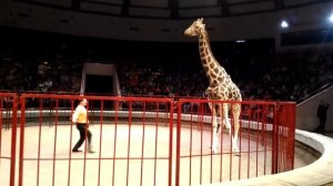 Тюмень Цирк больших зверей "Гиганты Африки"