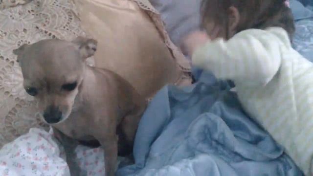 Игра "Прятки с собачкой" смотреть онлайн