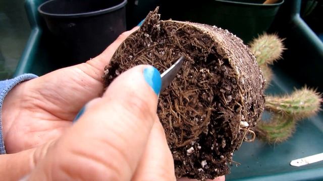 Repotting my Pilosocereus gounellei Cactus | Xique-Xique Cactus | Cardeiro cactus смотреть онлайн