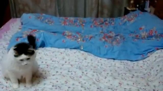 Кот Принц и шарик смотреть онлайн