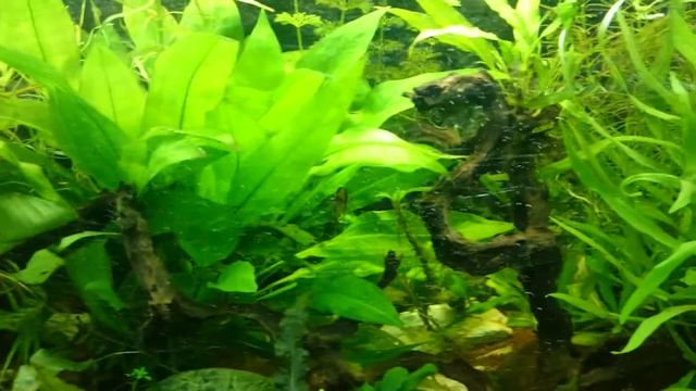 Растительный аквариум с барбусами смотреть онлайн