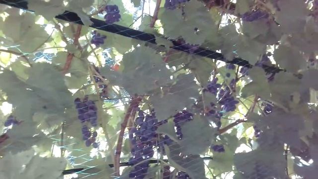 Виноград сорт к-ш юпитер испытание в мороз -28 не прошёл.Обзор 2021 смотреть онлайн