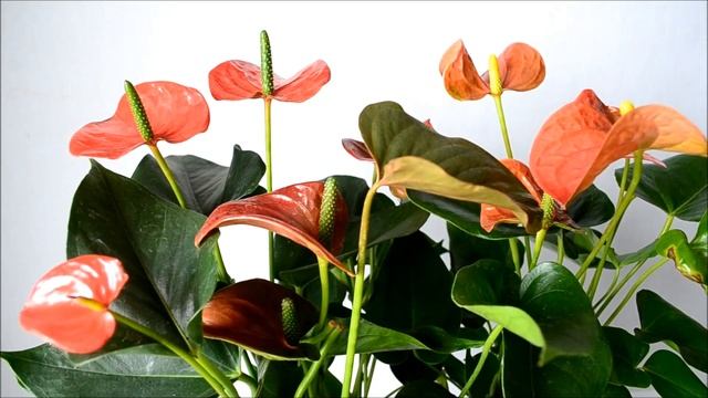 Антуриум оранжевый. Как купить цветок мужское счастье смотреть онлайн