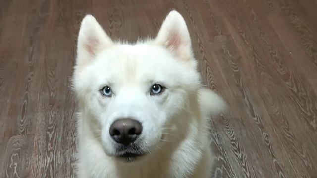 Урок дрессировки для собаки хаски смотреть онлайн