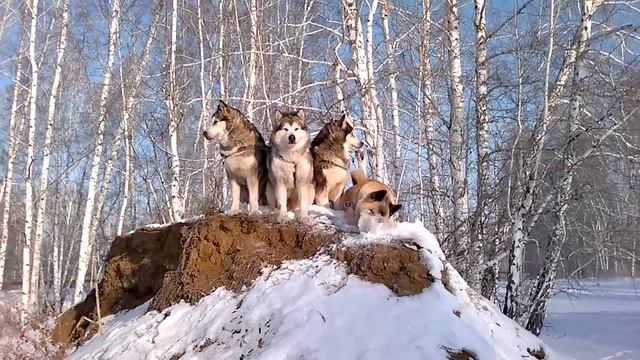 мои собаки. смотреть онлайн
