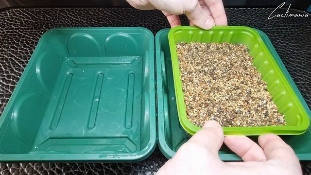 Sowing & Growing Haworthia from Seed | Name my Hybrids! | #Cactus & #Succulents смотреть онлайн