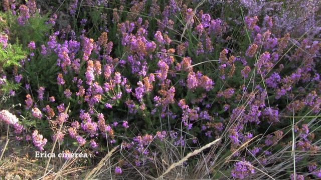 Erica cinerea смотреть онлайн